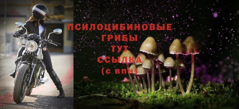 Галлюциногенные грибы Cubensis  даркнет сайт  Зверево 